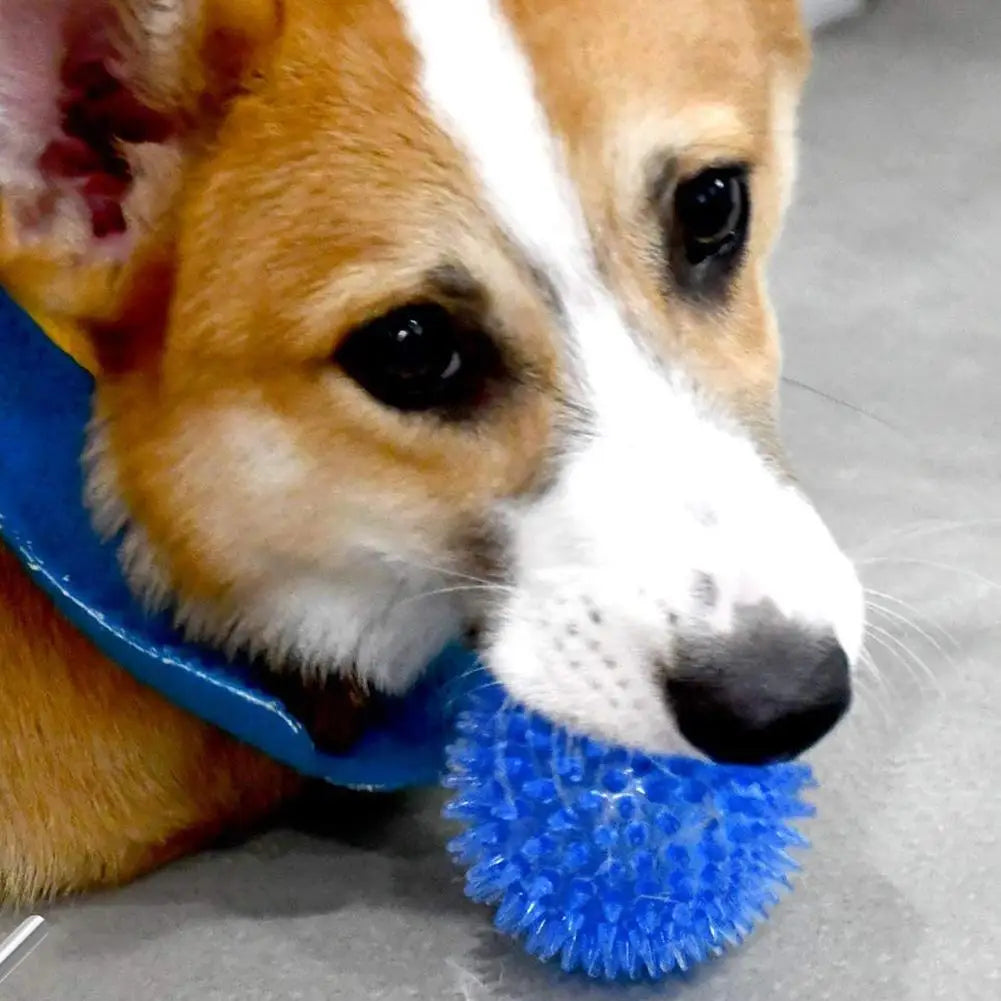 Bite-Resistant Dog Toy – TPR Sound Ball for Medium & Large Dogs